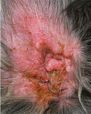 Purulent otitis externa in dogs