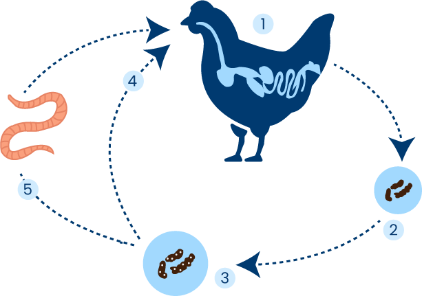 Deworming chickens - worm infestation diagram