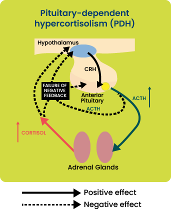 ACTH-dependent hypercortisolism (cushings syndrome)