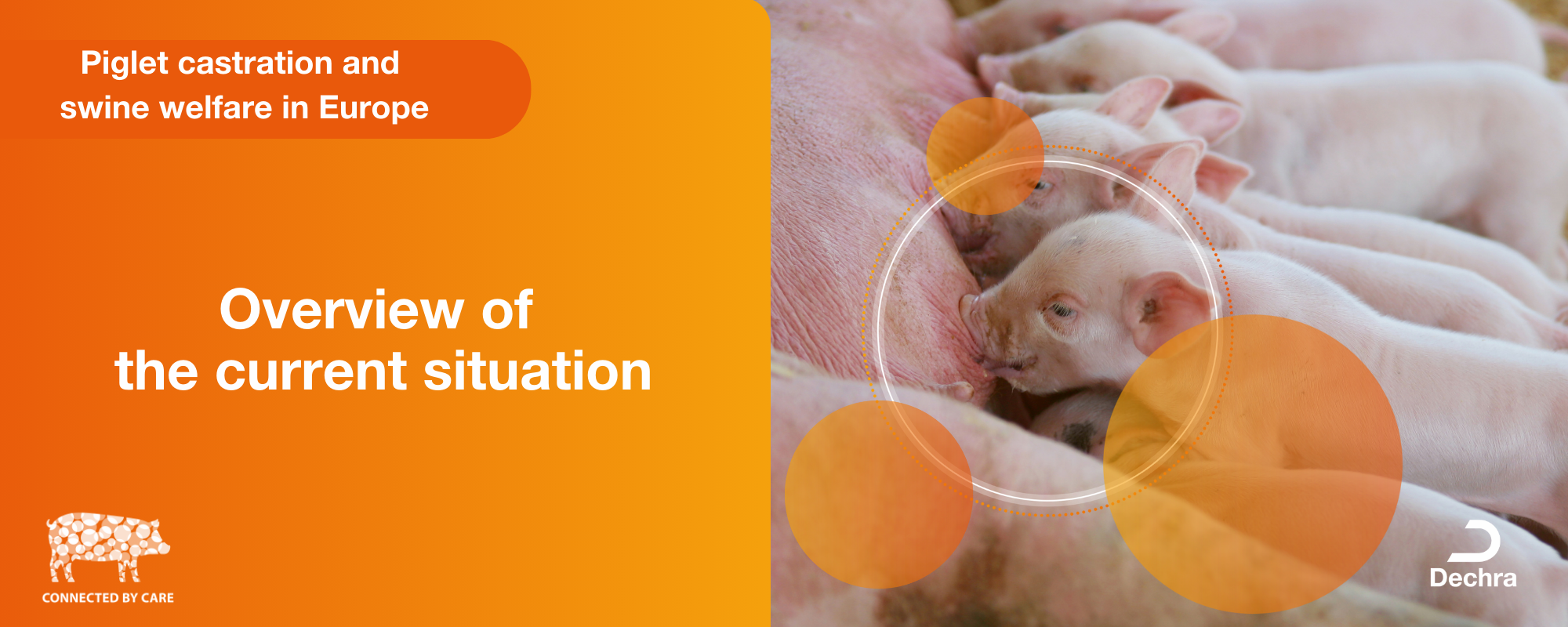 Mastitis in dairy production Describing dairy inflammation symptoms